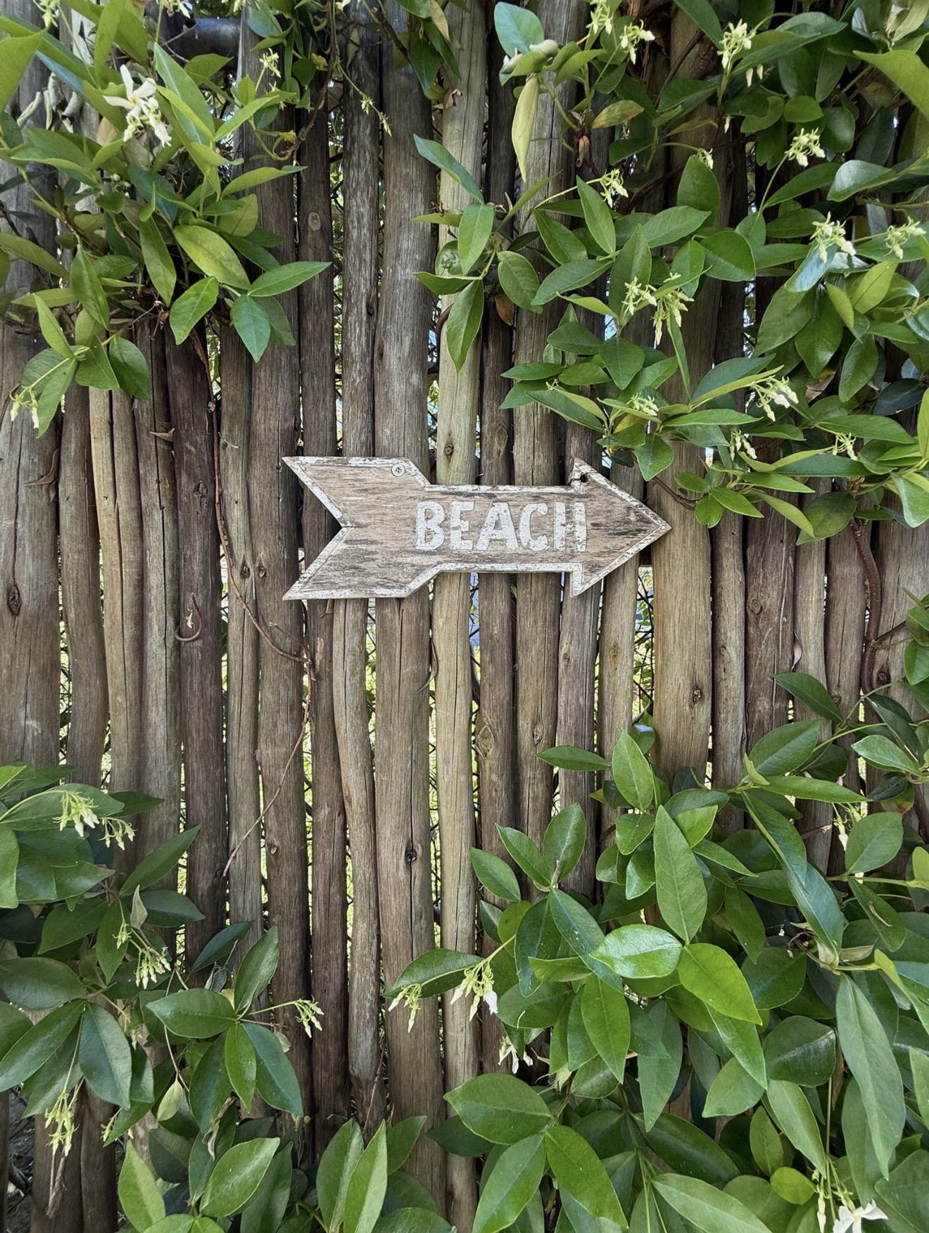 Weathered BEACH arrow sign on a timber fence covered in jasmine foliage