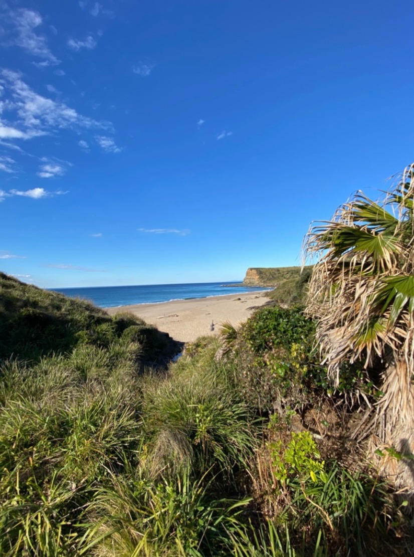 Beach view through coastal dunes and native vegetation