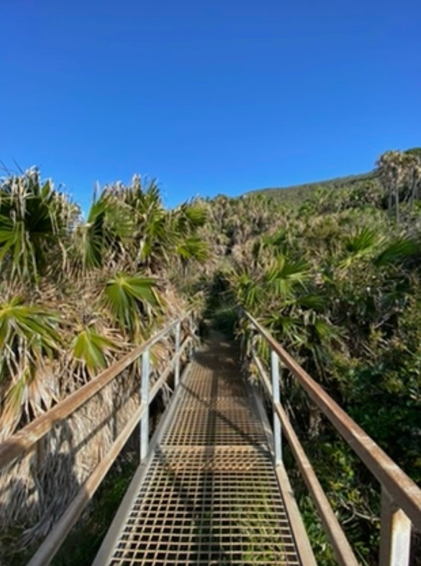 Metal bridge walkway through cabbage tree palms